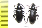 Tenebrionidae sp.  Peru - INSECTS-STORE.RU