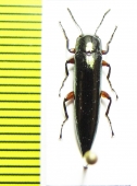 Acropteron sp.  Peru - INSECTS-STORE.RU