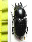 Phrenapates dux  Peru - INSECTS-STORE.RU