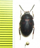 Platydema sp.  Peru - INSECTS-STORE.RU