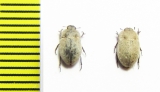 Ammodonus fossor  USA - INSECTS-STORE.RU