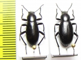 Eleodes carbonaria  USA - INSECTS-STORE.RU