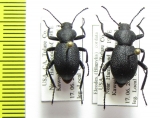 Eleodes cordata  USA - INSECTS-STORE.RU