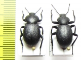 Eleodes sp.  USA, California - INSECTS-STORE.RU