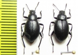 Eleodes sp.  USA, Nebrasca - INSECTS-STORE.RU