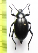 Eleodes spinipes ventricosus  USA - INSECTS-STORE.RU