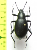 Eleodes subnitens  USA - INSECTS-STORE.RU