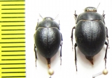 Eusattus muricatus  USA - INSECTS-STORE.RU