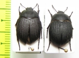 Eusattus reticulatus  USA - INSECTS-STORE.RU