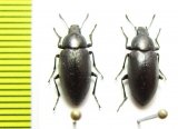 Lobometopon sp.  USA - INSECTS-STORE.RU