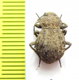 Tenebrionidae sp.  Senegal - INSECTS-STORE.RU