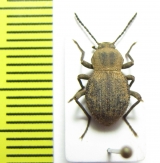 Tenebrionidae sp.  Senegal - INSECTS-STORE.RU