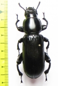 Prioscelis serrata haesitans  Sao Tome - INSECTS-STORE.RU