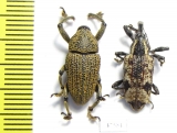 Curculionidae sp.  Colombia - INSECTS-STORE.RU