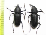 Curculionidae sp.  Costa Rica - INSECTS-STORE.RU