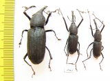 Curculionidae sp.  Ecuador - INSECTS-STORE.RU