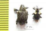 Curculionidae sp.  Ecuador - INSECTS-STORE.RU