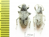 Curculionidae sp.  Kazakhstan - INSECTS-STORE.RU