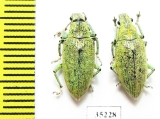 Curculionidae sp.  Laos - INSECTS-STORE.RU