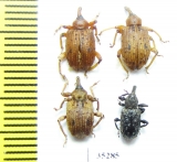 Curculionidae sp.  Panama - INSECTS-STORE.RU