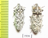 Curculionidae sp.  Russia, Astrakhan reg. - INSECTS-STORE.RU