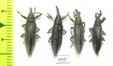 Curculionidae sp.  Russia, Tver reg. - INSECTS-STORE.RU