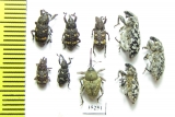 Curculionidae sp.  Russia, Tver reg. - INSECTS-STORE.RU