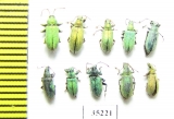 Curculionidae sp.  Russia, Tver reg. - INSECTS-STORE.RU