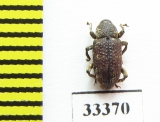 Curculionidae sp.  Sri Lanka - INSECTS-STORE.RU