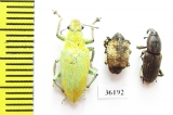 Curculionidae sp.  Thailand - INSECTS-STORE.RU