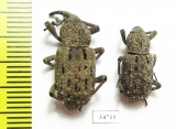 Curculionidae sp.  Ethiopia - INSECTS-STORE.RU