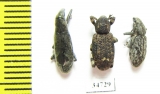 Curculionidae sp.  Ethiopia - INSECTS-STORE.RU