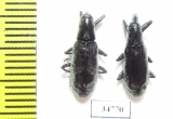 Curculionidae sp.  Ethiopia - INSECTS-STORE.RU