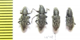 Curculionidae sp.  Ethiopia - INSECTS-STORE.RU