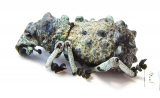 Curculionidae sp.  Madagascar - INSECTS-STORE.RU