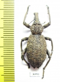 Curculionidae sp.  South Africa Rep. - INSECTS-STORE.RU