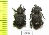 Curculionidae sp.  South Africa Rep. - INSECTS-STORE.RU