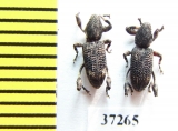 Curculionidae sp.  South Africa Rep. - INSECTS-STORE.RU