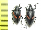 Curculionidae sp.  South Africa Rep. - INSECTS-STORE.RU