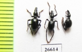Curculionidae sp.  South Africa Rep. - INSECTS-STORE.RU