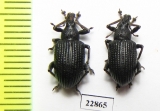 Curculionidae sp.  South Africa Rep. - INSECTS-STORE.RU
