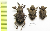 Curculionidae sp.  South Africa Rep. - INSECTS-STORE.RU