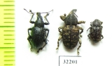 Curculionidae sp.  South Africa Rep. - INSECTS-STORE.RU