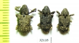 Curculionidae sp.  South Africa Rep. - INSECTS-STORE.RU