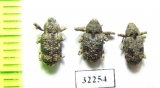 Curculionidae sp.  South Africa Rep. - INSECTS-STORE.RU