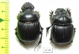 Dichotomius conicollis  Brasilia - INSECTS-STORE.RU