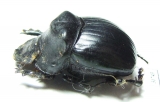 Dichotomius depressicollis  Brasilia - INSECTS-STORE.RU