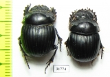 Dichotomius nobilis  Argentina - INSECTS-STORE.RU