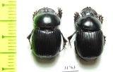 Dichotomius problematicus  Peru - INSECTS-STORE.RU