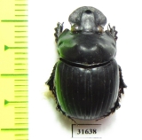 Dichotomius protectus  Venezuela - INSECTS-STORE.RU